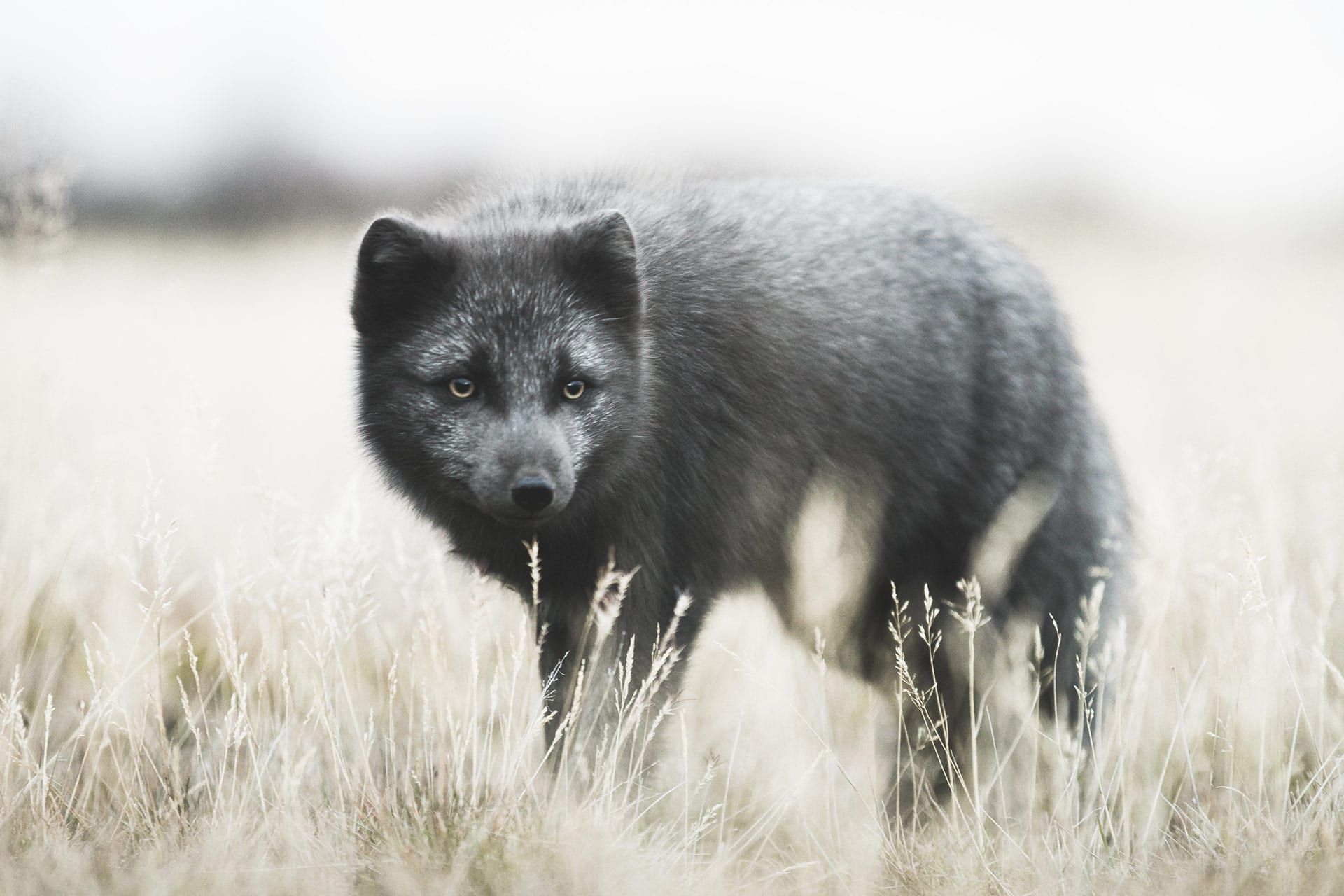 Arctic Fox Thorsmork Midgard South Iceland