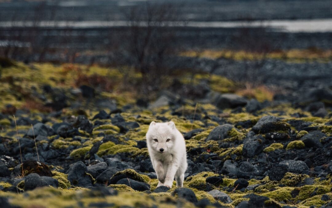 Arctic foxes in Þórsmörk Mountain Reserve – an interview with our amazing guide, Pálmi