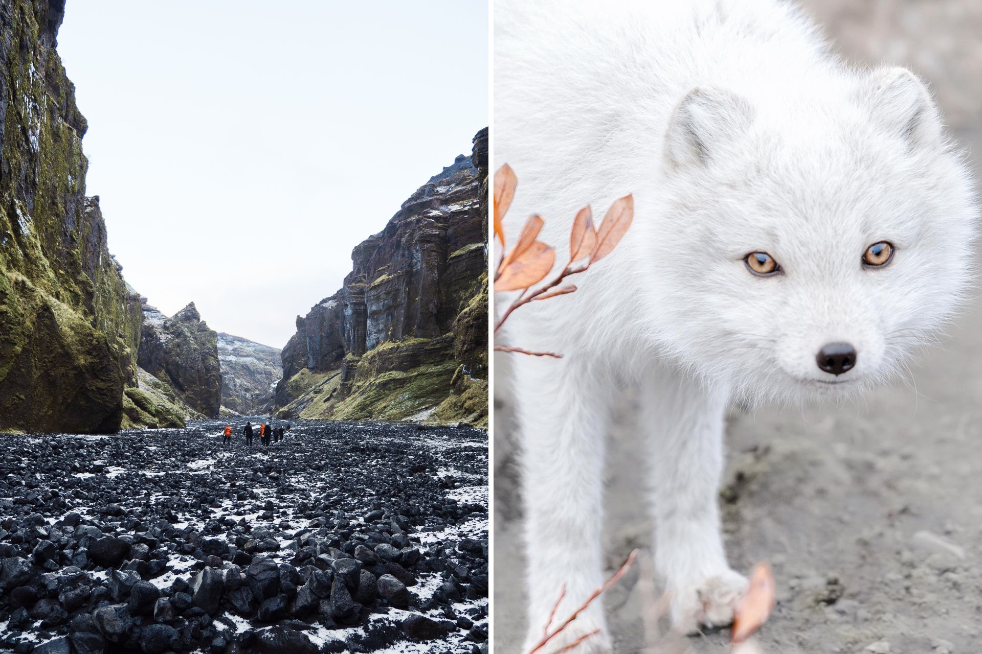 Arctic Fox Frosti Þórsmörk Midgard South Iceland