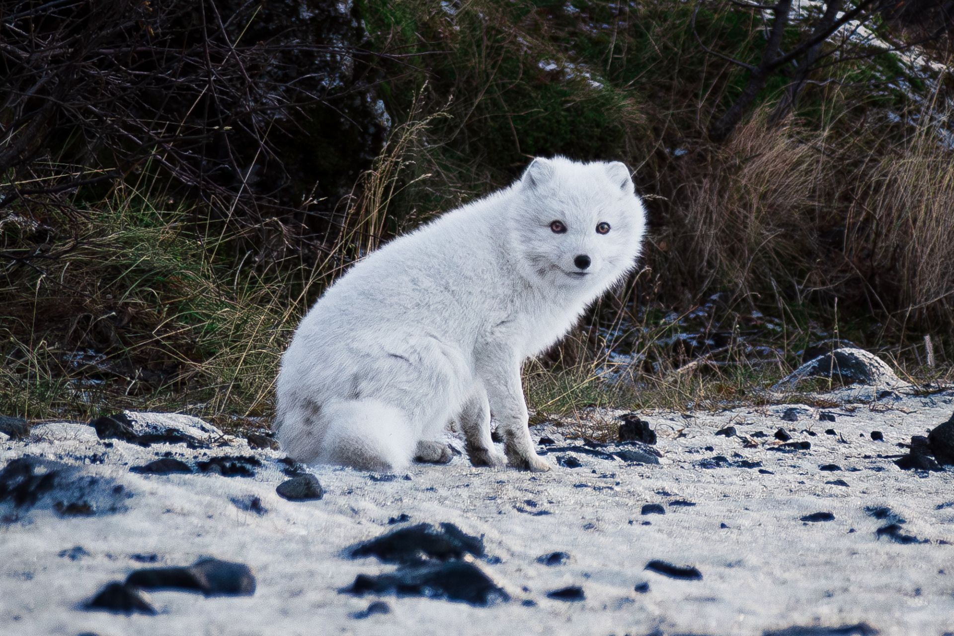 Arctic Fox Frosti Þórsmörk Midgard South Iceland