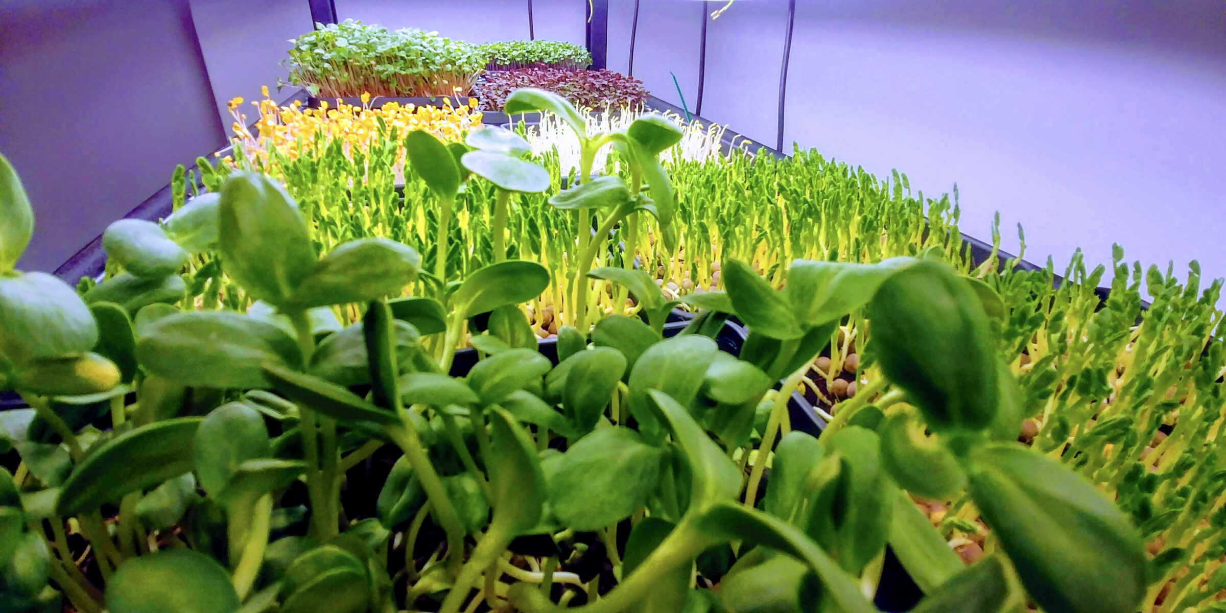 sustainable travel in Iceland