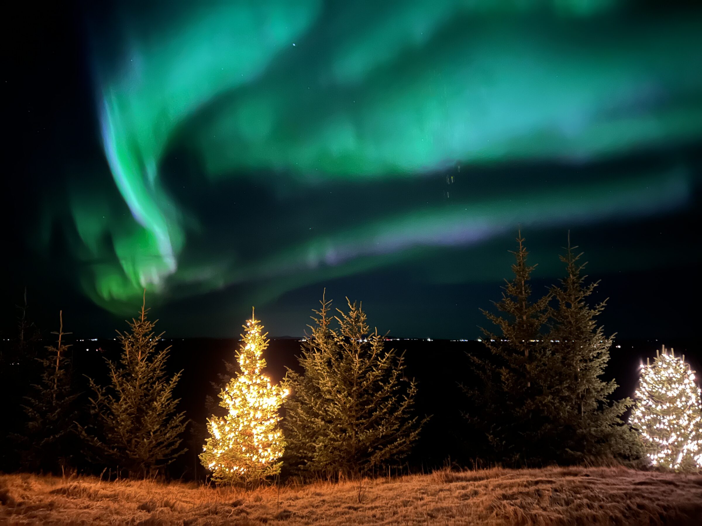 Northern Lights above Christmas trees